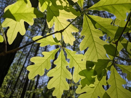 Quercus alba (White Oak)