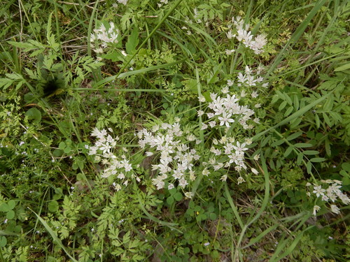 Allium drummondii (Drummond's Onion) (alternate view 5)