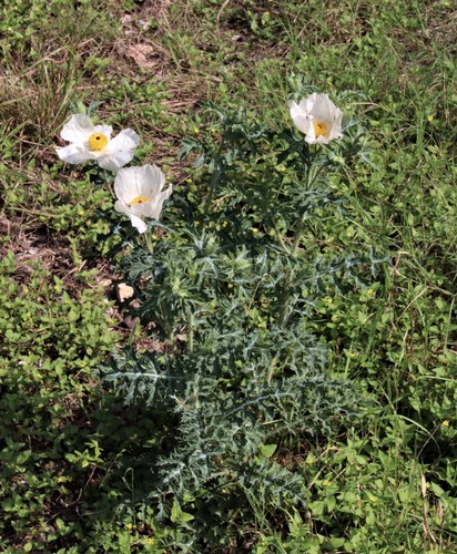 Argemone albiflora (white prickly poppy) (alternate view 4)