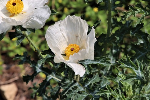 Argemone albiflora (white prickly poppy)