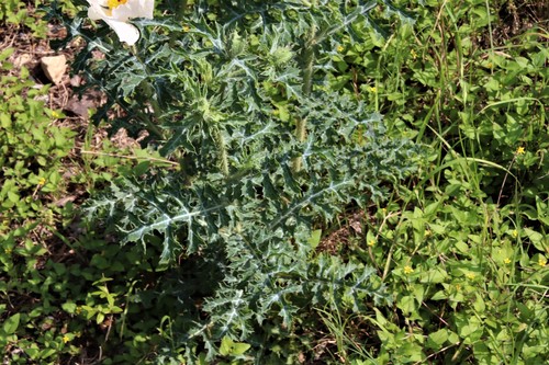 Argemone albiflora (white prickly poppy) (alternate view 2)