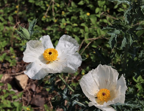 Argemone albiflora (white prickly poppy) (alternate view 3)