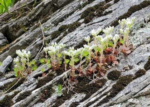 Sedum ternatum (woodland stonecrop) (alternate view 4)