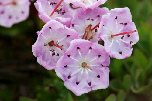 Kalmia microphylla (Western Bog Laurel) (alternate view 4)