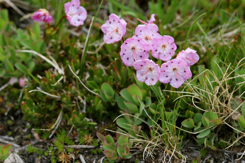 Kalmia microphylla (Western Bog Laurel) (alternate view 5)