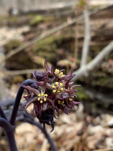 Caulophyllum giganteum (early blue cohosh) (alternate view 3)