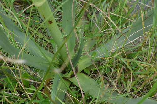 Eryngium agavifolium (Agave-leaved Sea Holly) (alternate view 2)