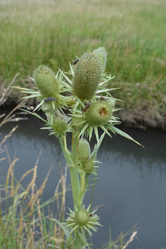 Eryngium agavifolium (Agave-leaved Sea Holly) (alternate view 3)