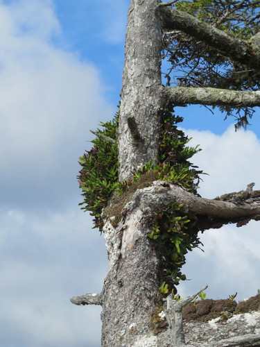 Polypodium scouleri (Scouler's Polypody) (alternate view 3)