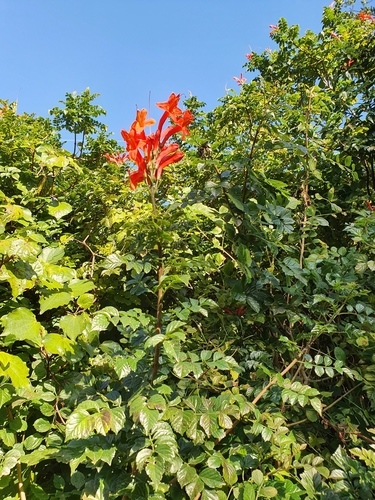 Tecomaria capensis (Cape Honeysuckle) (alternate view 5)
