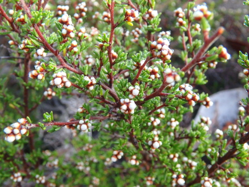 Cryptandra tomentosa (prickly cryptandra) (alternate view 2)