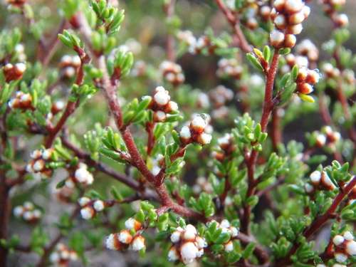 Cryptandra tomentosa (prickly cryptandra)