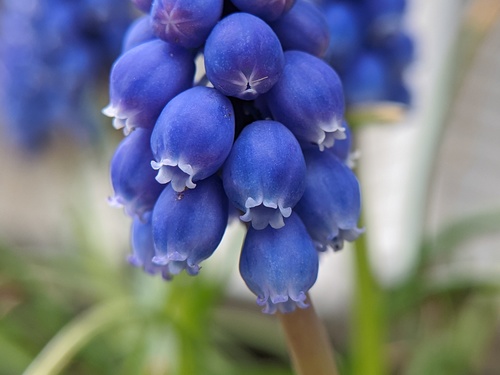 Muscari botryoides (common grape hyacinth) (alternate view 2)