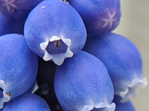 Muscari botryoides (common grape hyacinth)