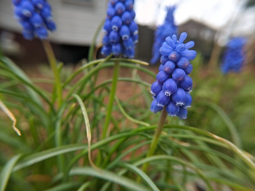Muscari botryoides (common grape hyacinth) (alternate view 3)