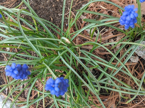 Muscari botryoides (common grape hyacinth) (alternate view 4)