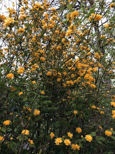 Kerria japonica (Japanese kerria)