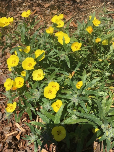Camissoniopsis bistorta (California sun cup)