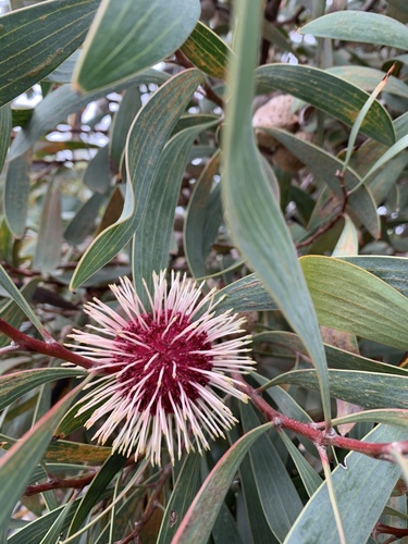 Hakea laurina (Pincushion hakea) (alternate view 5)