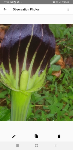 Arisaema ringens (Japanese Cobra Plant)