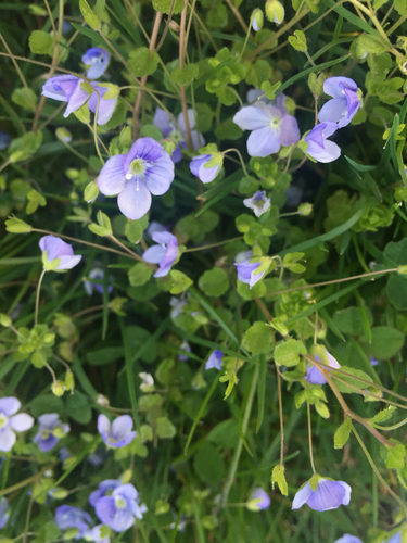 Veronica filiformis (Slender speedwell)