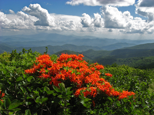 Rhododendron calendulaceum (Flame Azalea) (alternate view 6)