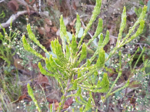 Adenanthos terminalis (Gland Flower) (alternate view 2)