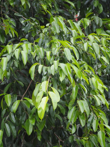 Ficus benjamina (Ficus Benjamina) (alternate view 8)