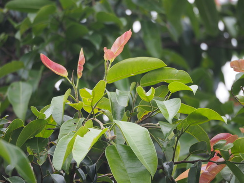 Ficus benjamina (Ficus Benjamina) (alternate view 10)