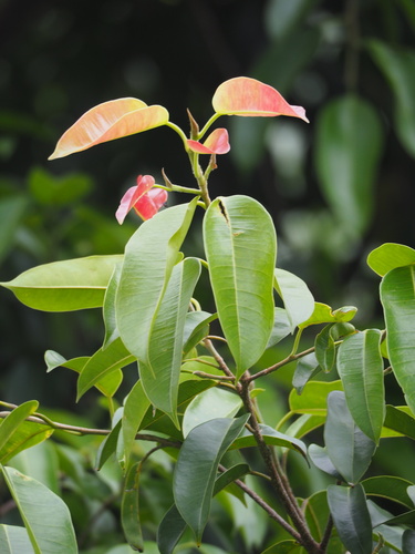 Ficus benjamina (Ficus Benjamina) (alternate view 9)