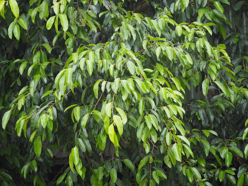 Ficus benjamina (Ficus Benjamina) (alternate view 7)