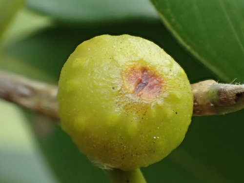 Ficus benjamina (Ficus Benjamina) (alternate view 6)