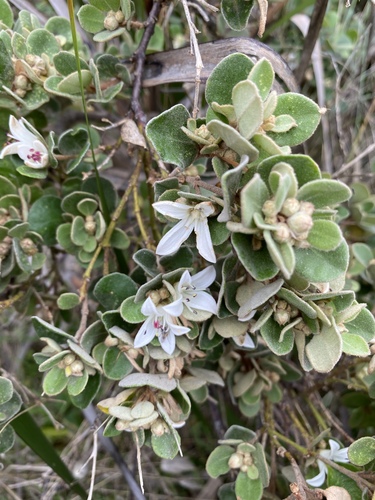 Correa alba (White Correa)