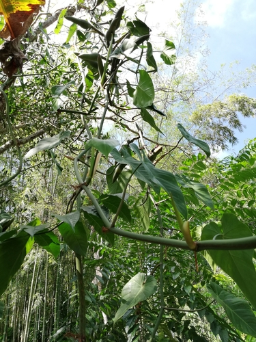 Philodendron hederaceum (Heartleaf Philodendron)