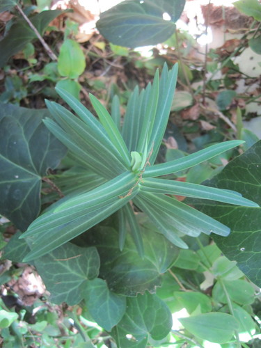 Euphorbia lathyris (caper spurge)