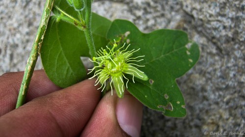 Passiflora suberosa (corkystem passionflower) (alternate view 4)