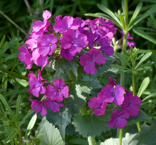 Lunaria annua (moneyplant) (alternate view 3)