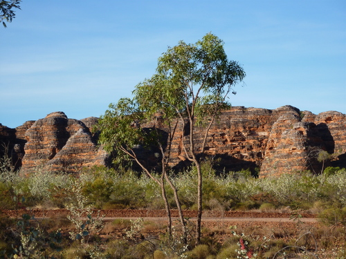 Corymbia (Bloodgums) (alternate view 5)