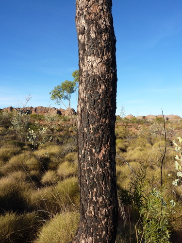 Corymbia (Bloodgums) (alternate view 6)