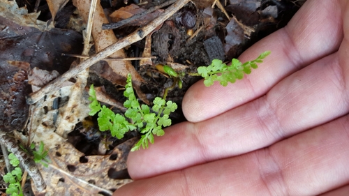 Cystopteris protrusa (lowland brittle fern) (alternate view 2)