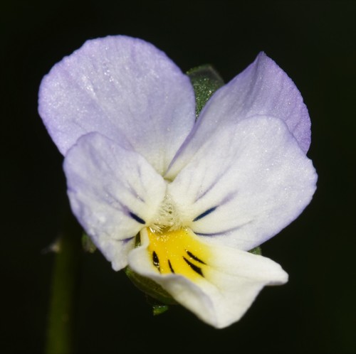 Viola arvensis (European field pansy)
