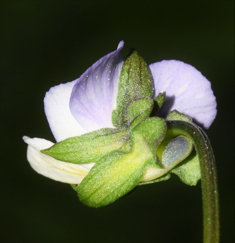 Viola arvensis (European field pansy)