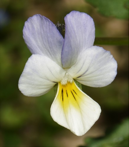 Viola arvensis (European field pansy)