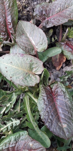 Rumex obtusifolius (broad-leaved dock) (alternate view 3)