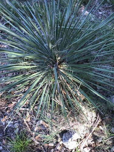 Yucca constricta (Buckley's Yucca) (alternate view 3)