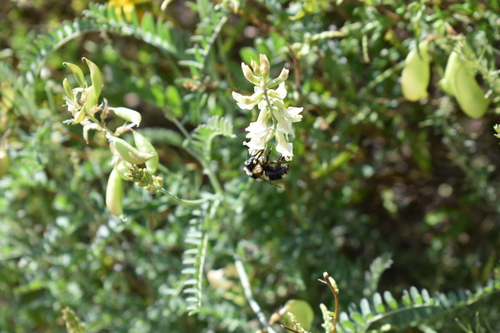 Astragalus trichopodus (Santa Barbara Milkvetch) (alternate view 5)