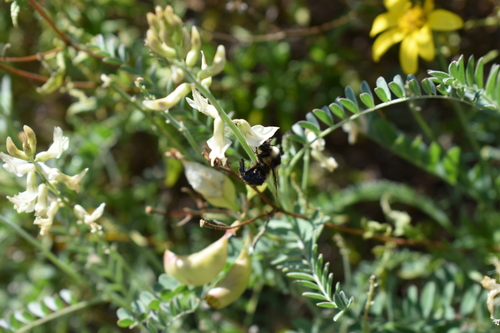 Astragalus trichopodus (Santa Barbara Milkvetch) (alternate view 4)