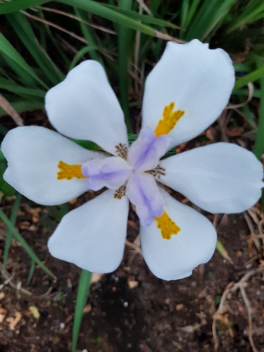 Dietes grandiflora (Large Fortnight Lily) (alternate view 3)