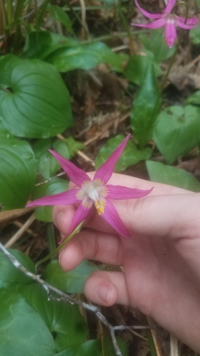 Erythronium revolutum (coast fawn lily)