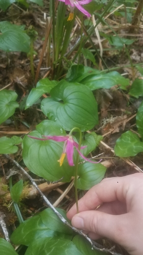 Erythronium revolutum (coast fawn lily) (alternate view 2)